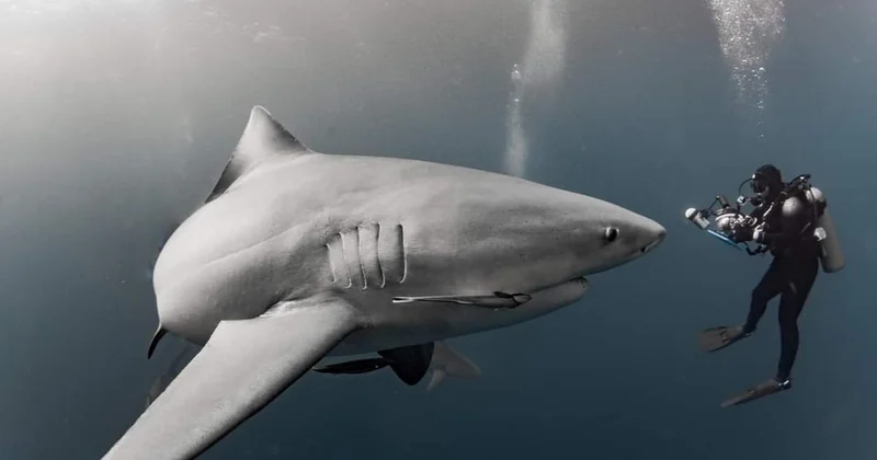 Comment se déroule vraiment une plongée avec les requins ?