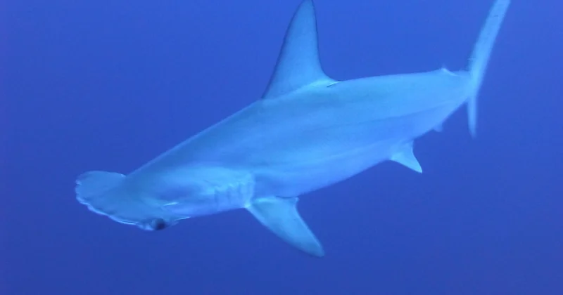 Quand partir pour maximiser vos chances de voir des requins ?